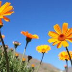 Arizona Sun Blanket Flower Plant Care and Growing Guide