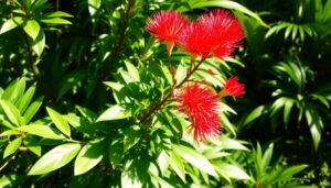 Read more about the article Growing Bottle Brush Plant: Care and Growing Guide