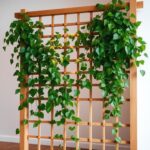 Transform Your Indoor Plants with a Plant Trellis