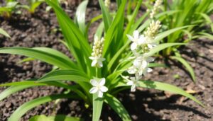 Read more about the article Growing Sesame Plant: Tips for a Successful Harvest