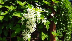 Read more about the article Growing Star Jasmine Plant: A Complete Care Guide