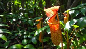 Read more about the article Tropical Pitcher Plant: Nature’s Living Traps